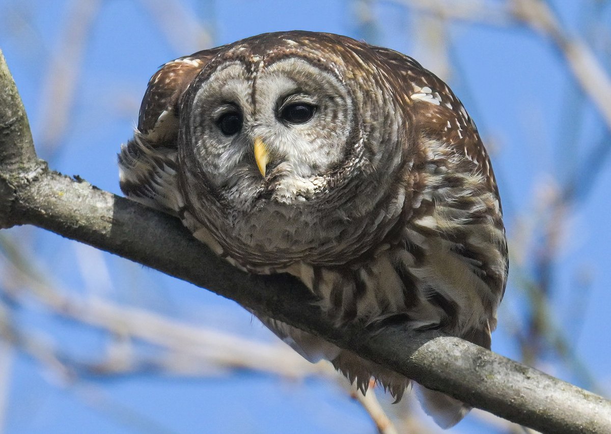 Happy #WorldWildlifeDay! A pondering Barred owl @ Dyke Marsh Wildlife Preserve, Virginia, USA. (2023-02-23) #WWD2023 #wildlifephotography #TwitterNatureCommunity #BBCWildlifePOTD #ThePhotoHour #NaturePhotography #IndiAves   #birdphotography #wildlife #owls