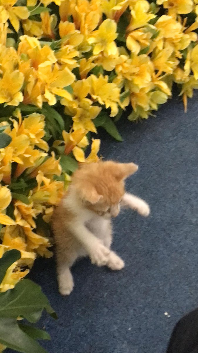 Gm! Pls take a look at our cutie little kitten named Ubas! Huhu he forgot he's just a kitten! 😭🙀😼💛