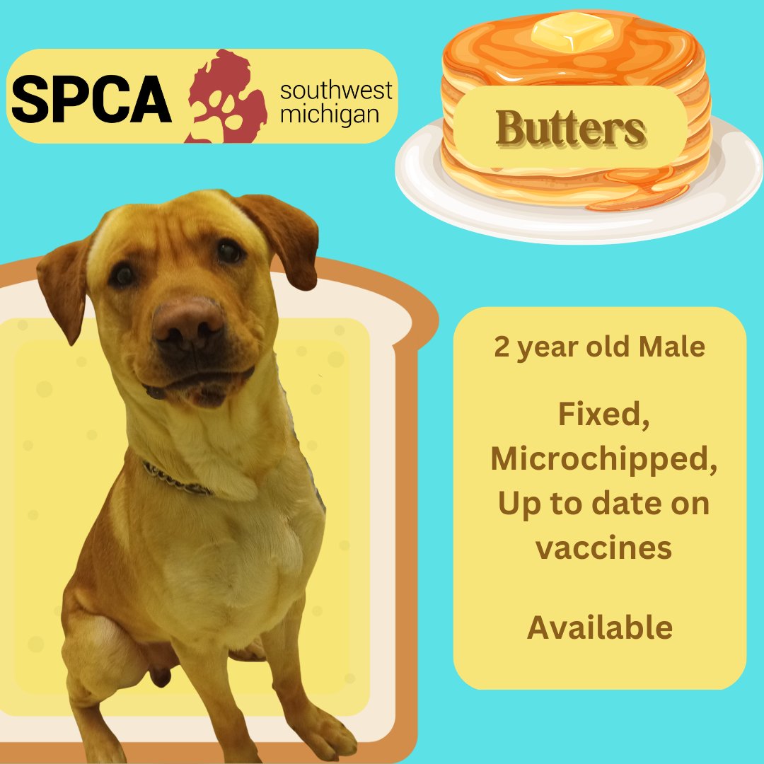 spcaswmich's tweet photo. Come and meet Butters! He is available for adoption!
You are welcome to visit our shelter anytime during our open hours: Monday through Friday from 11am-7pm and Saturday from 11am-4pm. We do our last adoptions a half hour before we close.
Butters adoption fee is $250. https://t.co/BCoszTNXIP