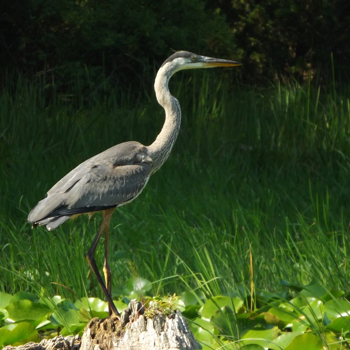 It is #WorldWildlifeDay Day - a UN International day to celebrate the world's animals &amp; plants, &amp; their role in the health of the planet. At Friends of Pinery, we support ongoing research programs for Species at Risk, Habitat Stewardship Programs, &amp; the Dune Grass Rehabilitation.