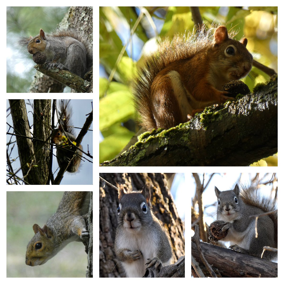 A collage of squirrels for #WorldWildlifeDay. Have a good evening everyone. #Squirrels #wildlife