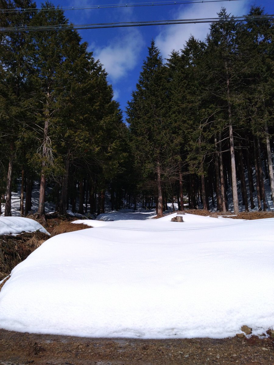 SIGURE_4921's tweet photo. 森林での雪景色 https://t.co/VEvSLewwAd