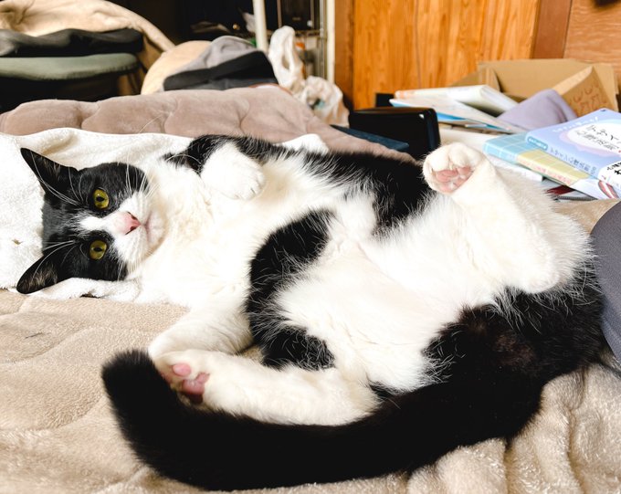 えっかわいいうちのねこかわいい 