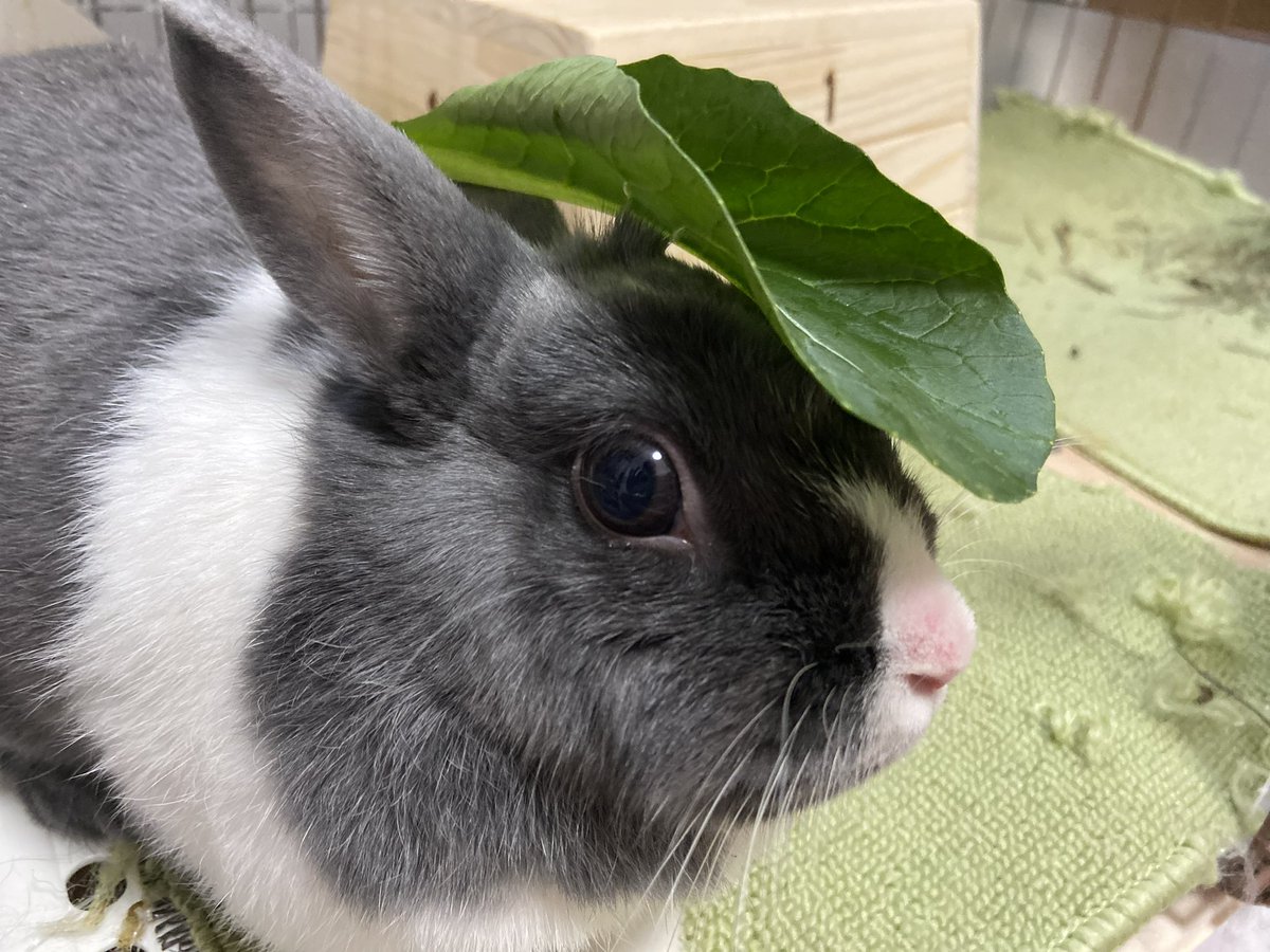 おはよう♡
#ここちゃん  #cocoyuchan #もこ部 #bunny #bunnies #cuteanimals #cutebunnies #bunny #fluffybunfriends #cutepets #bunnygram #bunnylife #babybunny #rabbit #netherlanddwarfbunny #netherlanddwarf

#ブログ始めました
cocoyunono.com