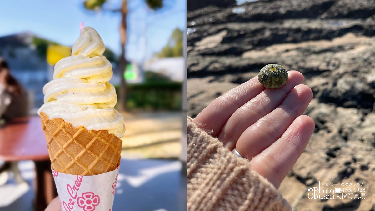 北九州の美味しいものを紹介😋

本日は ＃若松区 の ＃田中農園 さんのソフトクリーム
4～11月限定で時期ごとに味わえるアイスクリームが人気のお店です。店舗では新鮮なお野菜も販売しています。ドライブがてらに是非！

※右は近くの海岸で取れたウニの骨です
@北九州市若松区