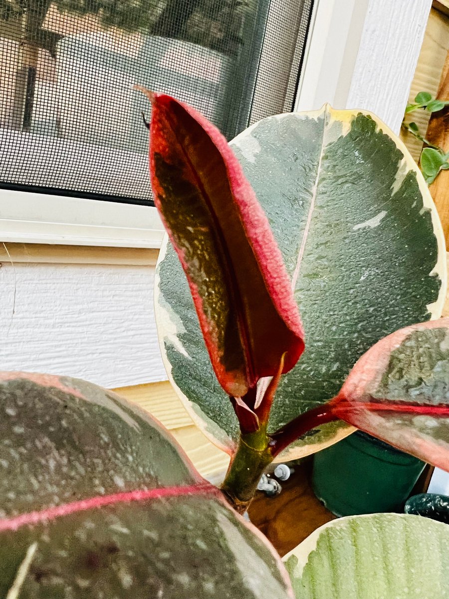 Ficuses are coming out of their slow growth period.  #plantslover #plantstagram #plantshop #plantsofinstagram #variegatedplants #plantlover #plants #plantsforsale #monstera #plantsmakepeoplehappy #instaplants #plantsplantsplants #plantsarefriends #ficus