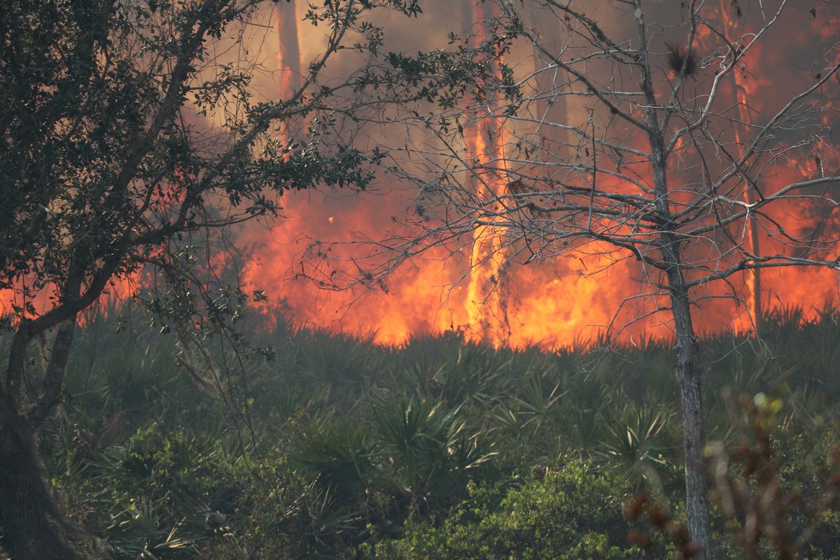 CityofNorthPort's tweet photo. Roads open. All children reunited. No injuries. No structures damaged. Outstanding job by all from North Port Fire Rescue and @NorthPortPolice. Crews spot checking throughout the evening. 

Roughly 50 acres burned in 4 separate fires. Wind gusts up to 30 mph. Instigation ongoing. https://t.co/71CvrOywmK