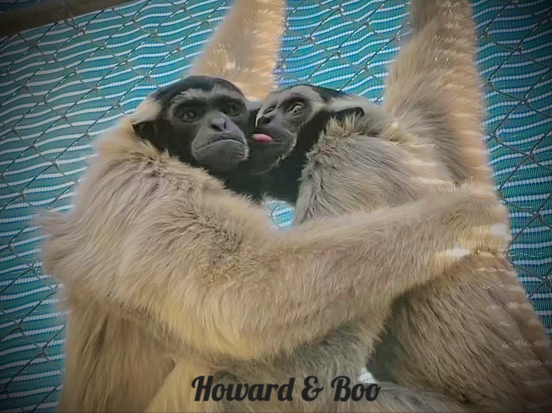 GibbonCenter's tweet photo. Sweet Gibbon Kiss 💋 
Gibbons Enjoying Houses &amp; Heating pads 
- https://t.co/sUno2ZeXCE https://t.co/SjQI652GKq