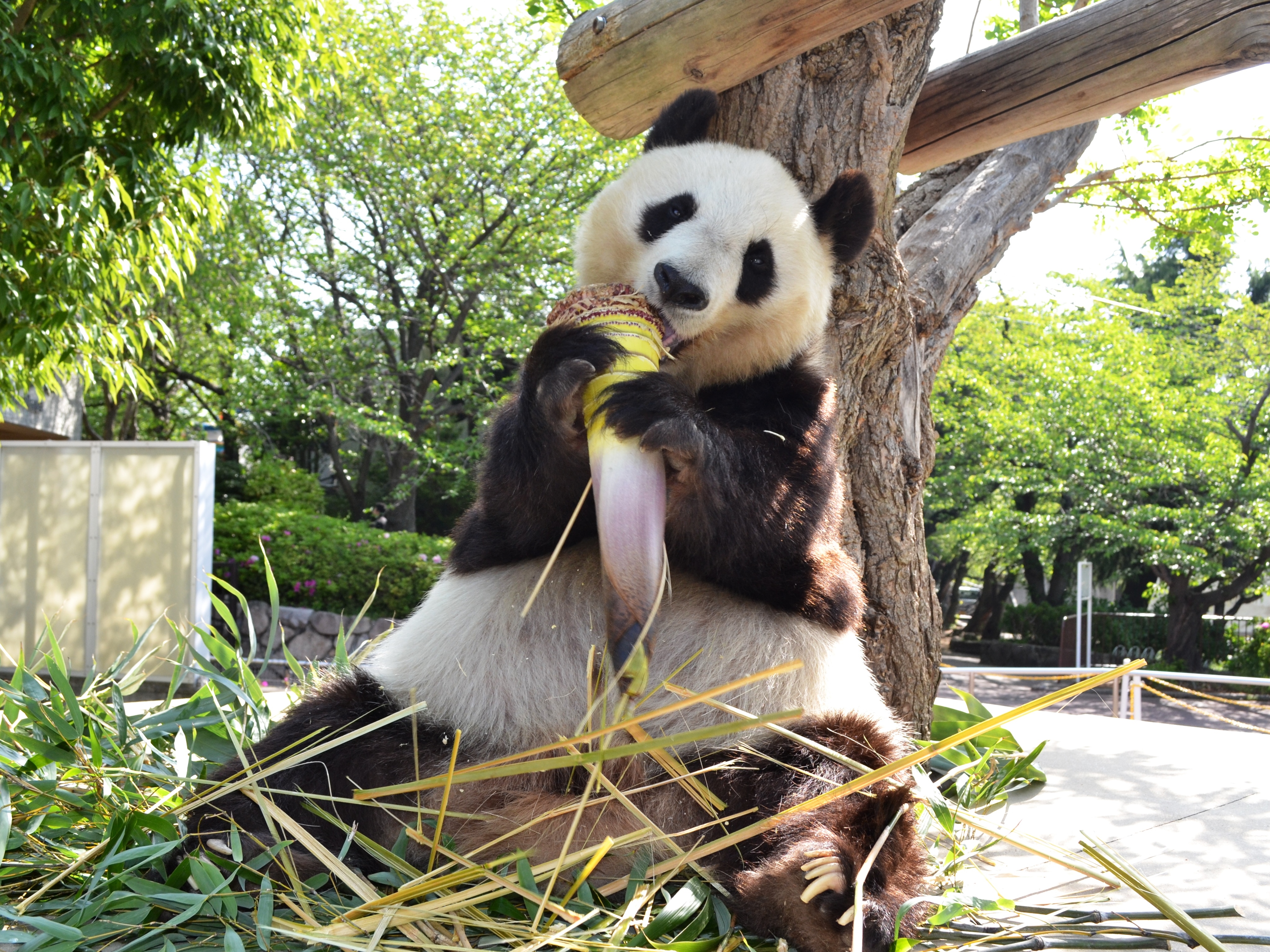 中古 タンタンと動物たち実物大の大きな絵本 王子動物園