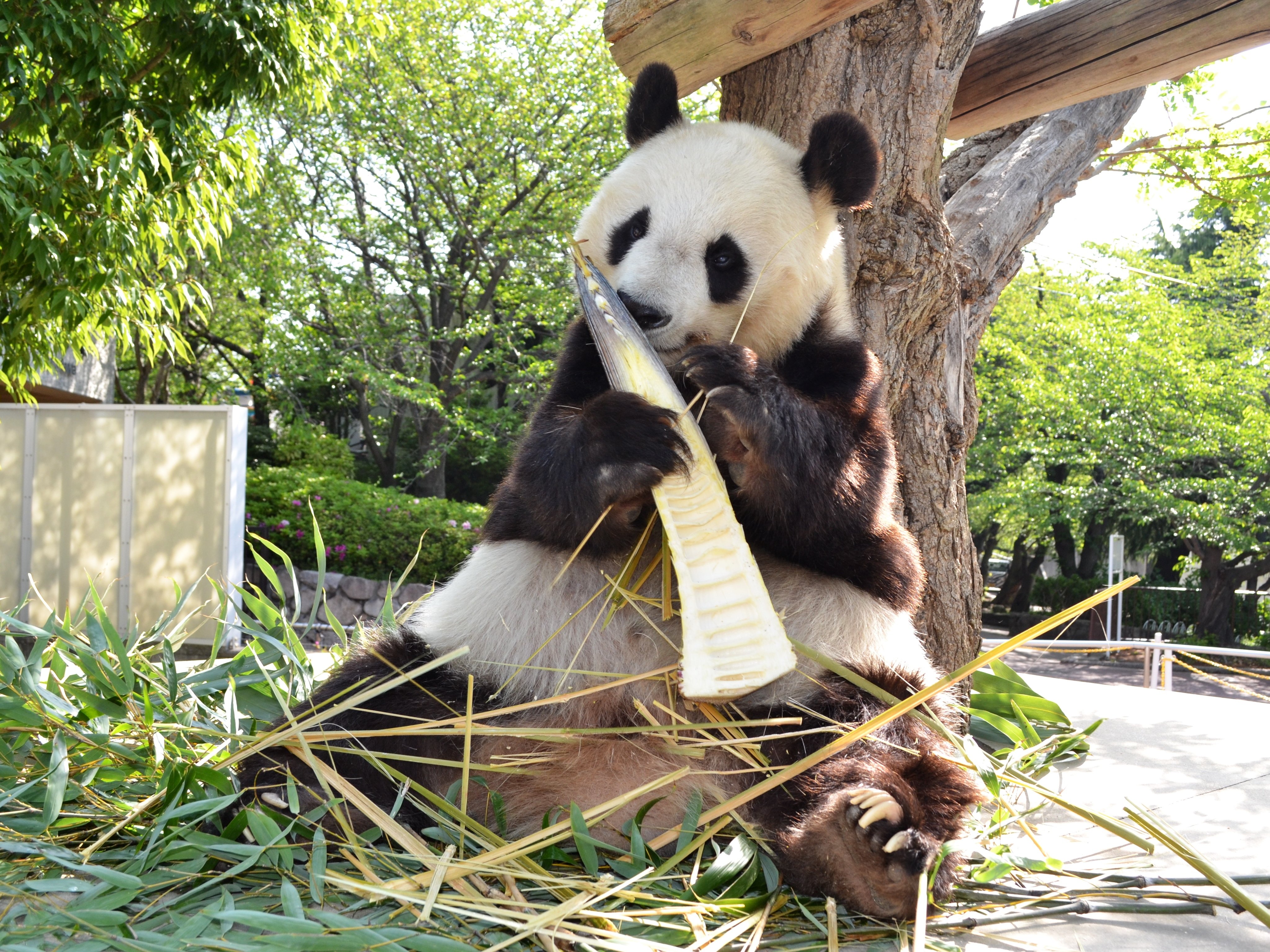 神戸市立王子動物園（公式） على X: 