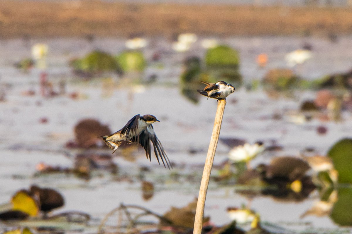soubhagya_im's tweet photo. Two wire tailed Swallow fighting for one position, taken at Dalki MIP, MAYURBHANJ, ODISHA
#Two2Tango #indiAves #birding #birdphotography https://t.co/EjyeEsYIwS