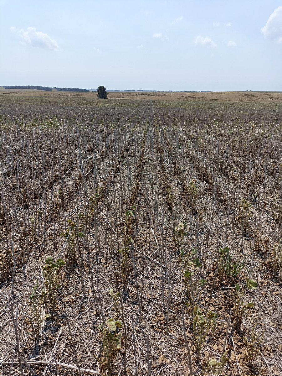Perdida total de los cultivos en el Centro-Sur. Siguen errando las lluvias 
A pensar en el invierno