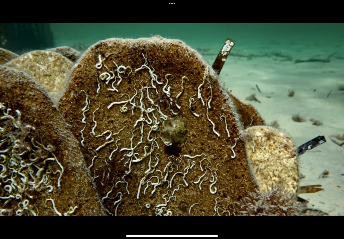 What a great project on Kangaroo Island, great story and video!

I see native angasi oysters on razorfish a when diving and always wondered.

VIDEO: youtube.com/watch?v=gerL1C…

#angasi #oyster #oysters #oysterreef #reefs #conservation #restoration #KangarooIsland #SouthAustralia