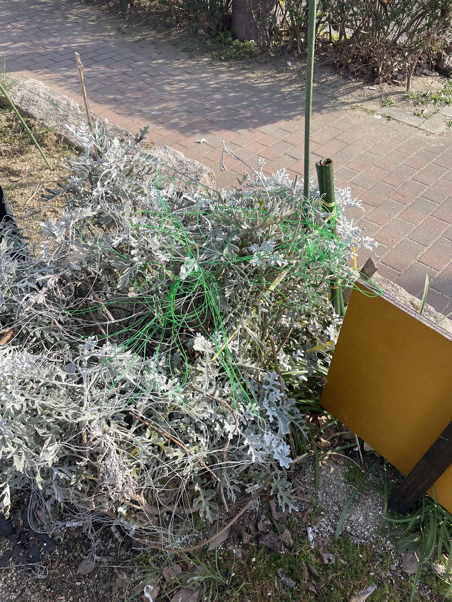 riddimtouch's tweet photo. 私の知り合いがボランティアで管理している花壇のお話です。

難波公園
昨日業者が木の伐採に入ってましたが、帰った後の状態が、無惨な物に。花が踏まれ折れた状態、囲っている紐は切られ放置のまま。
とても悲しく感じました。

#拡散希望　#拡散RT希望  #公園　#花を大切に　#尼崎 https://t.co/roW0EFrQFH