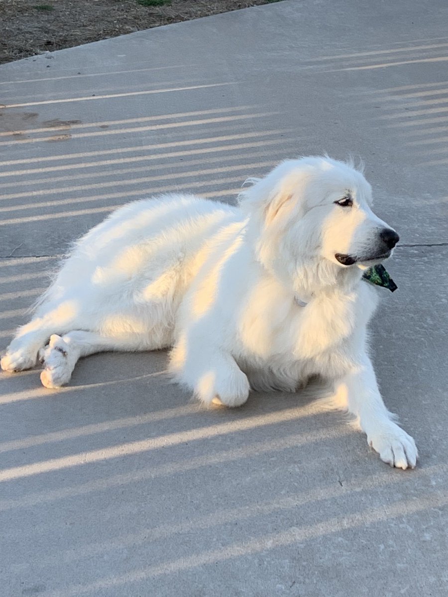 GoofballAnimals's tweet photo. Happy Friday #PrettyPrettyGirl πΎπ https://t.co/YDJP6CwOOu