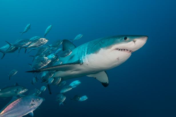 SharkiesOTD's tweet photo. ♡ Sharks with fish friends ( aka remoras ) https://t.co/8X9abw2dcr