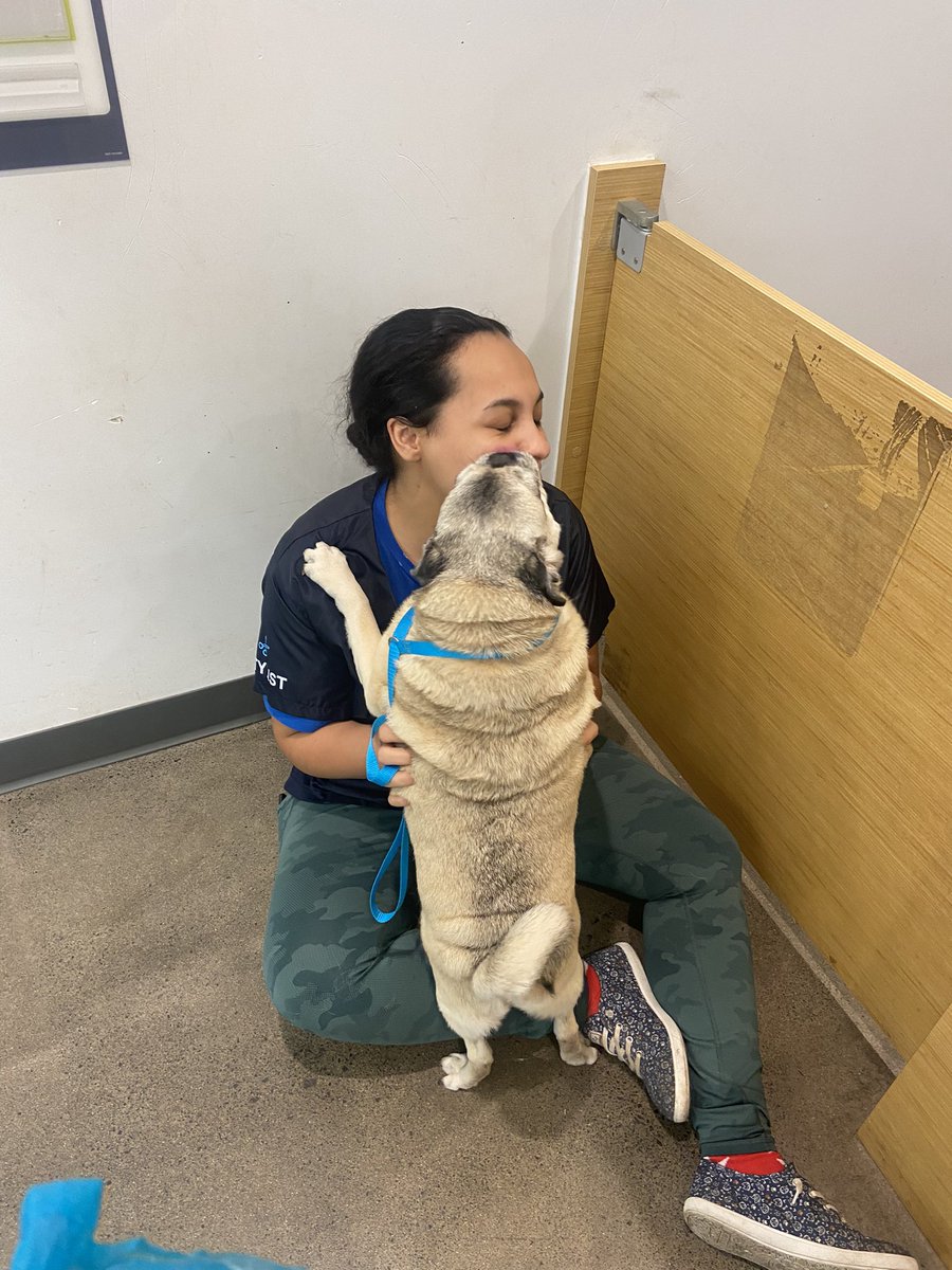 momgollum's tweet image. I lava my groomer @Petco #cleanmachine #puglove ♥️