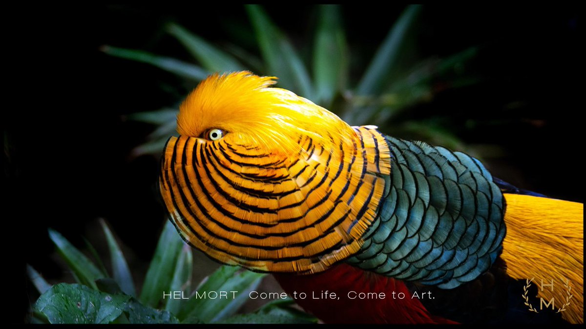 𝗙𝗼𝗹𝗹𝗼𝘄 𝗛𝗘𝗟 𝗠𝗢𝗥𝗧®. 𝗘𝘅𝗽𝗹𝗼𝗿𝗲 𝘁𝗵𝗲 𝗽𝗼𝘄𝗲𝗿 𝗼𝗳 𝗔𝗿𝘁. 𝗕𝗲𝗰𝗼𝗺𝗲 𝗽𝗮𝗿𝘁 𝗼𝗳 𝗮 𝗥𝗲𝘃𝗼𝗹𝘂𝘁𝗶𝗼𝗻.

#helmort #bird #feather #birds #following #beak #bird_watchers_daily #birdsofindia #birdwatchers #birdwatcher #birdshots #birdy #birdphotos #birdslove