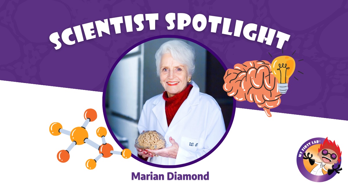 MyFirstLab's tweet photo. #SCIENTIST 🔬 SPOTLIGHT:
Marian Diamond 💎

Marian is known for being a founder of modern #neuroscience. Neuroscience 🧠 is the study of the nervous system and the brain! 

Marian's research showed us that positive experiences could benefit the brain!

#MyFirstLab #MFL #STEM https://t.co/qgoHTO6xxJ
