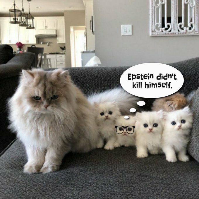 catturd2's tweet photo. Never forget …

Even as a kitten, I knew. https://t.co/41LX0LgjqC