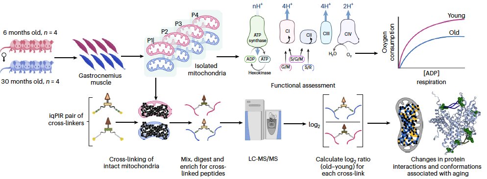 TBL_Mito's tweet photo. Our new paper with the Bruce Lab @Bruce_Lab_UW is now available in @NatureAging. We apply cross-linking with mass spectrometry to identify changes in the aging mitochondrial protein interactome associated with deficits in mitochondrial function. https://t.co/dMOxeQRcNV https://t.co/Uz42HCUOmb