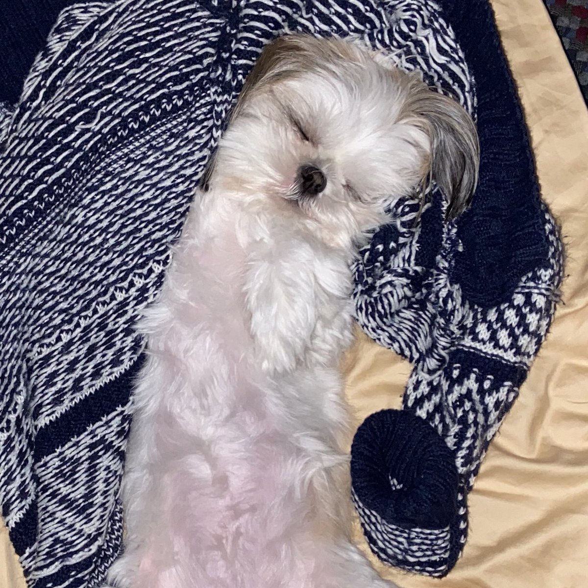 Momo is snug as a bug in a rug. 😴