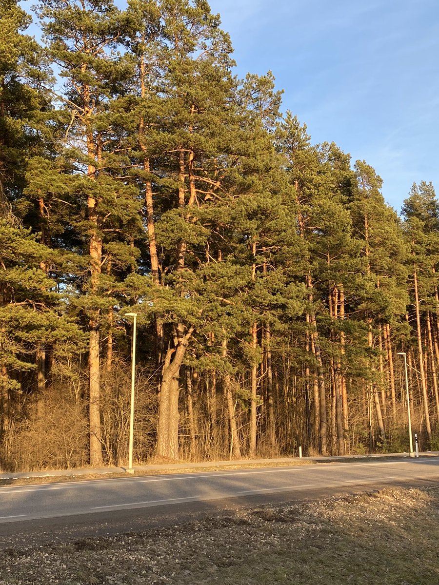 весна. обожаю.