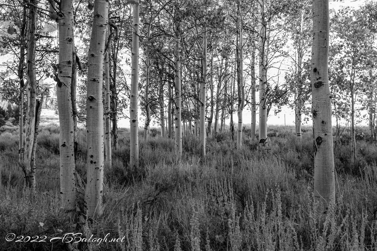 abbalogh's tweet photo. From my trip with @Son_of_Sandor last October, a grove of aspens near Lee Vining Creek, along the Tioga Pass in Yosemite National Park.

#roadtrip #tonopah #AspenGrove #California #EasternSierra #Hwy395 #LeeVining #MonoCounty #SierraNevada #TiogaPass #Yosemite https://t.co/NCV8gzR3t2