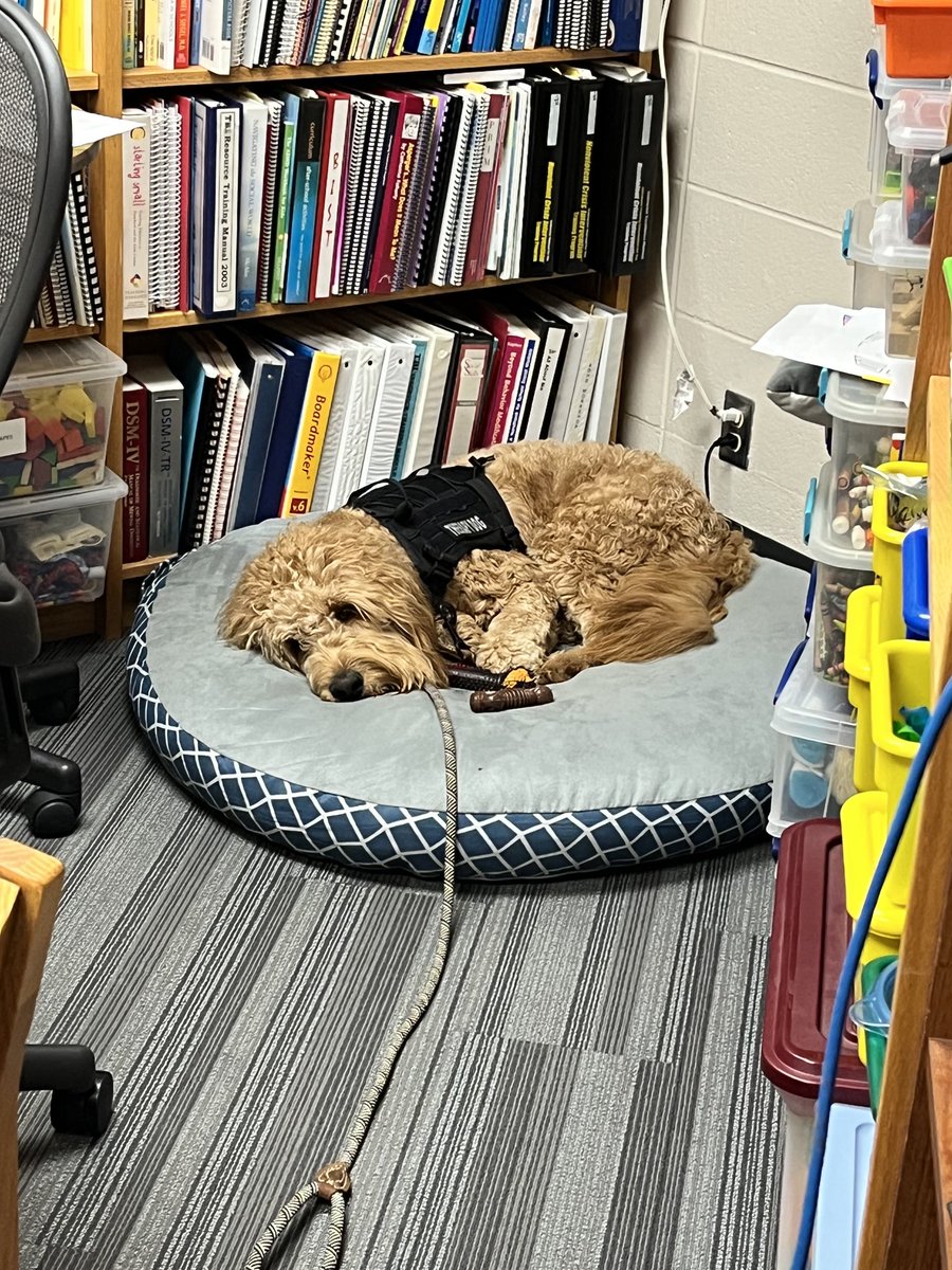 Moose is tired after a long day at school! #Rushtondoodle
