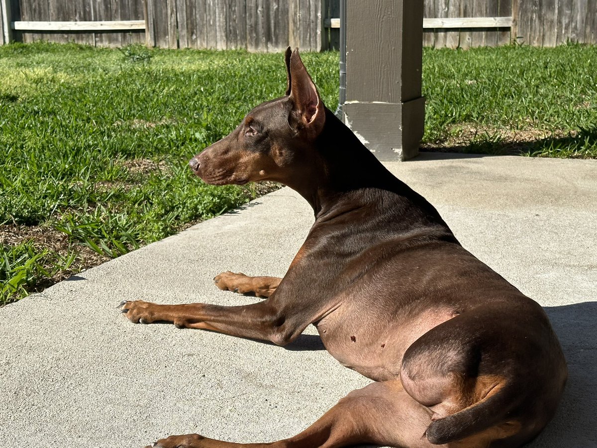 bradley45's tweet photo. @dog_rates Here’s my current rescue, Candi. She’s with Cypress Lucky Mutts. She’s a big sweet goofy tripawd. https://t.co/yyFNXFh7PS