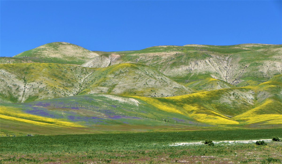 johnnykelphead's tweet photo. if not for the cold and snow I think Carrizo plane blooming might be ahead bc all the rain, like so many other #nature plants around #calcoast white #flowers on top #mountins visit this morning #landscapePhotography https://t.co/Qli0P6nnEm