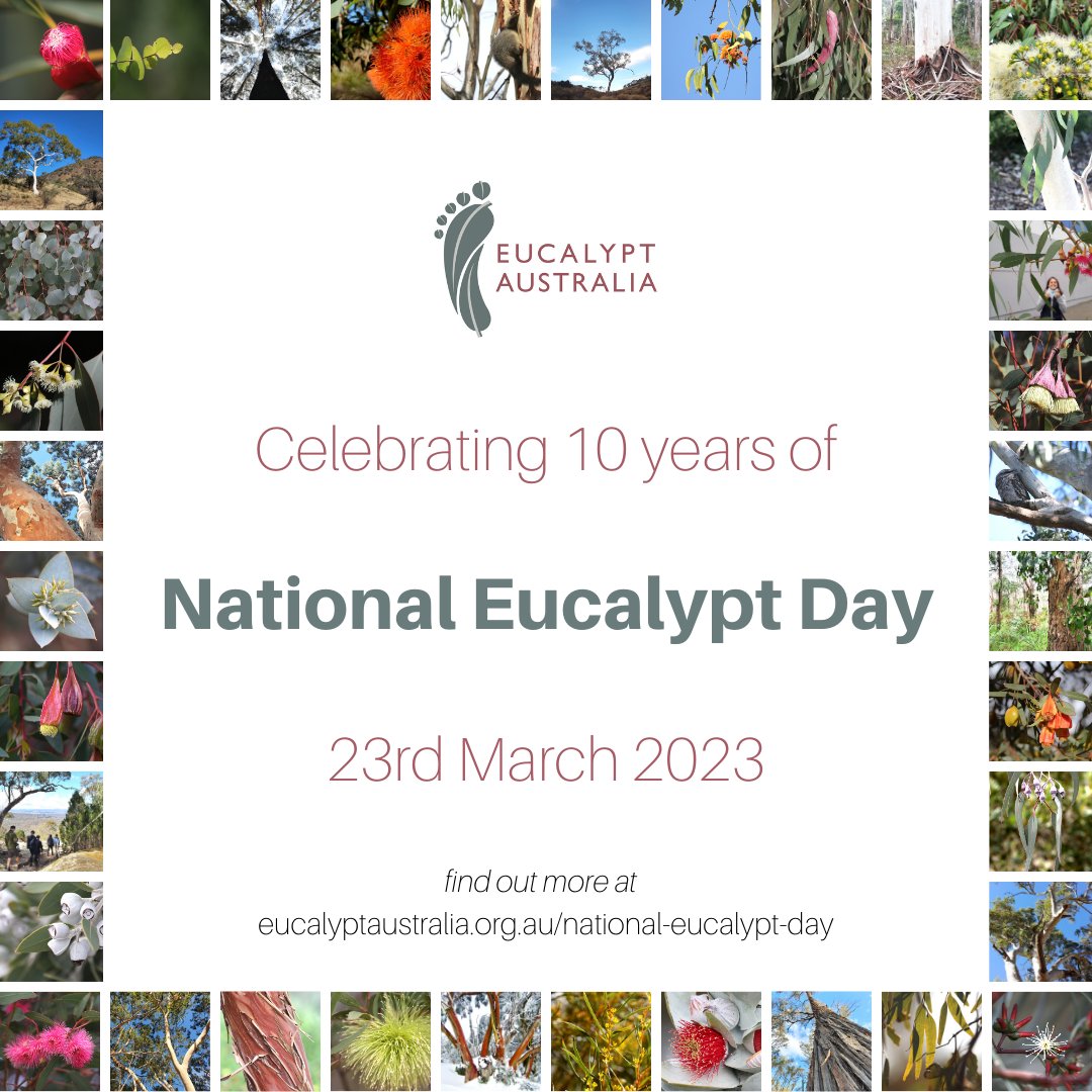 Come and celebrate National Eucalypt Day!

Cooma Library, Saturday March 18th @ 10am
- Story time
- Craft
- Fun Tree Facts
- New Books being donated by Upper Snowy Landcare
- Native Plant Sale!

#NationalEucalyptDay #WagtailNativesNursery