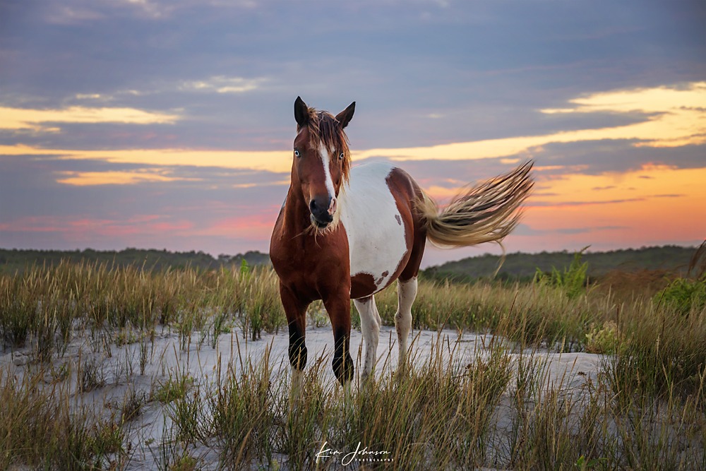 Ocean City, Maryland tweet media