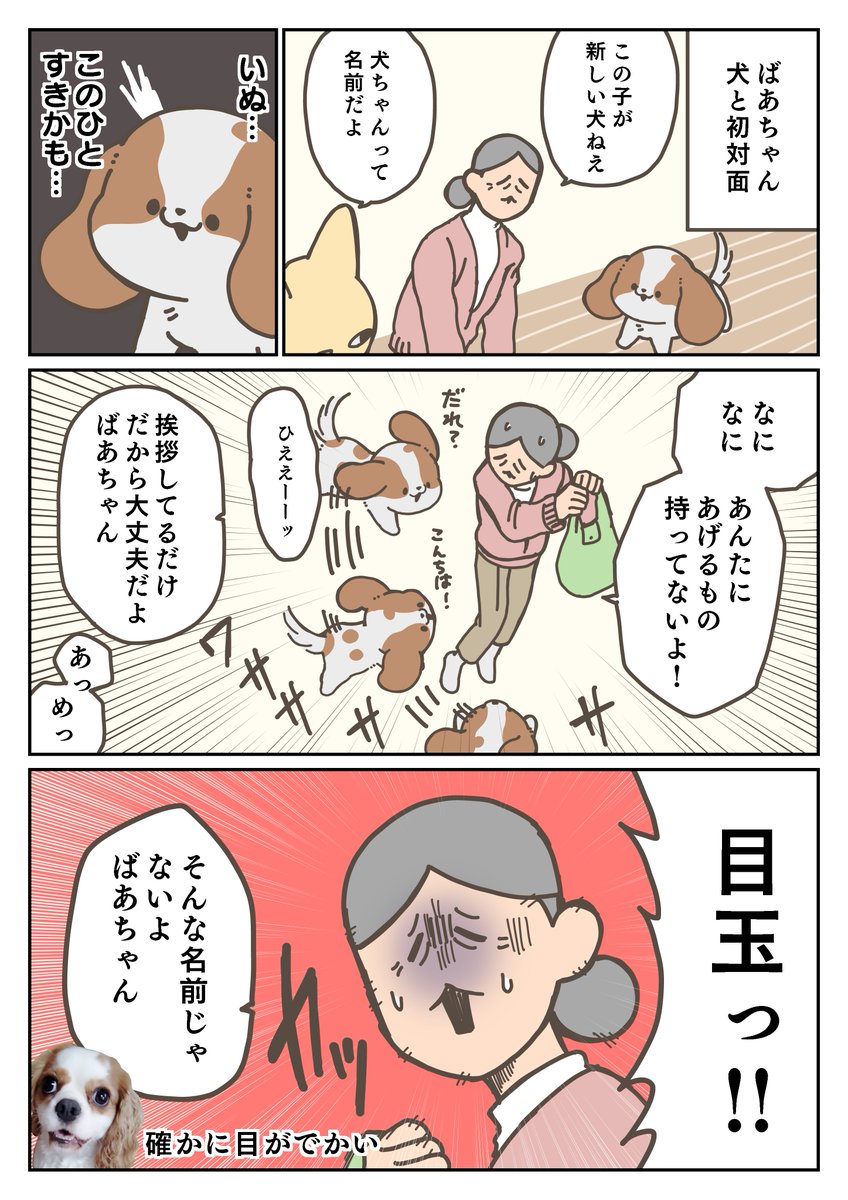 犬日記 犬VSばあちゃん 