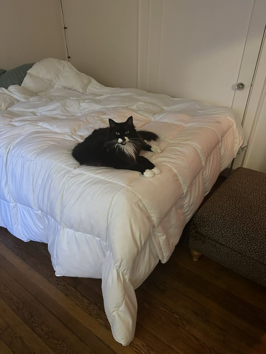 weeplord's tweet photo. Day 3 of not putting my duvet cover on my comforter post-laundry day because Nibbler prefers it this way https://t.co/rQqfOhalyH