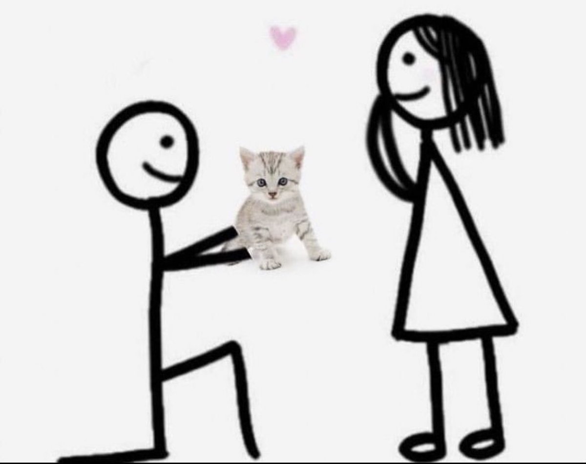 PostsOfCats's tweet image. 