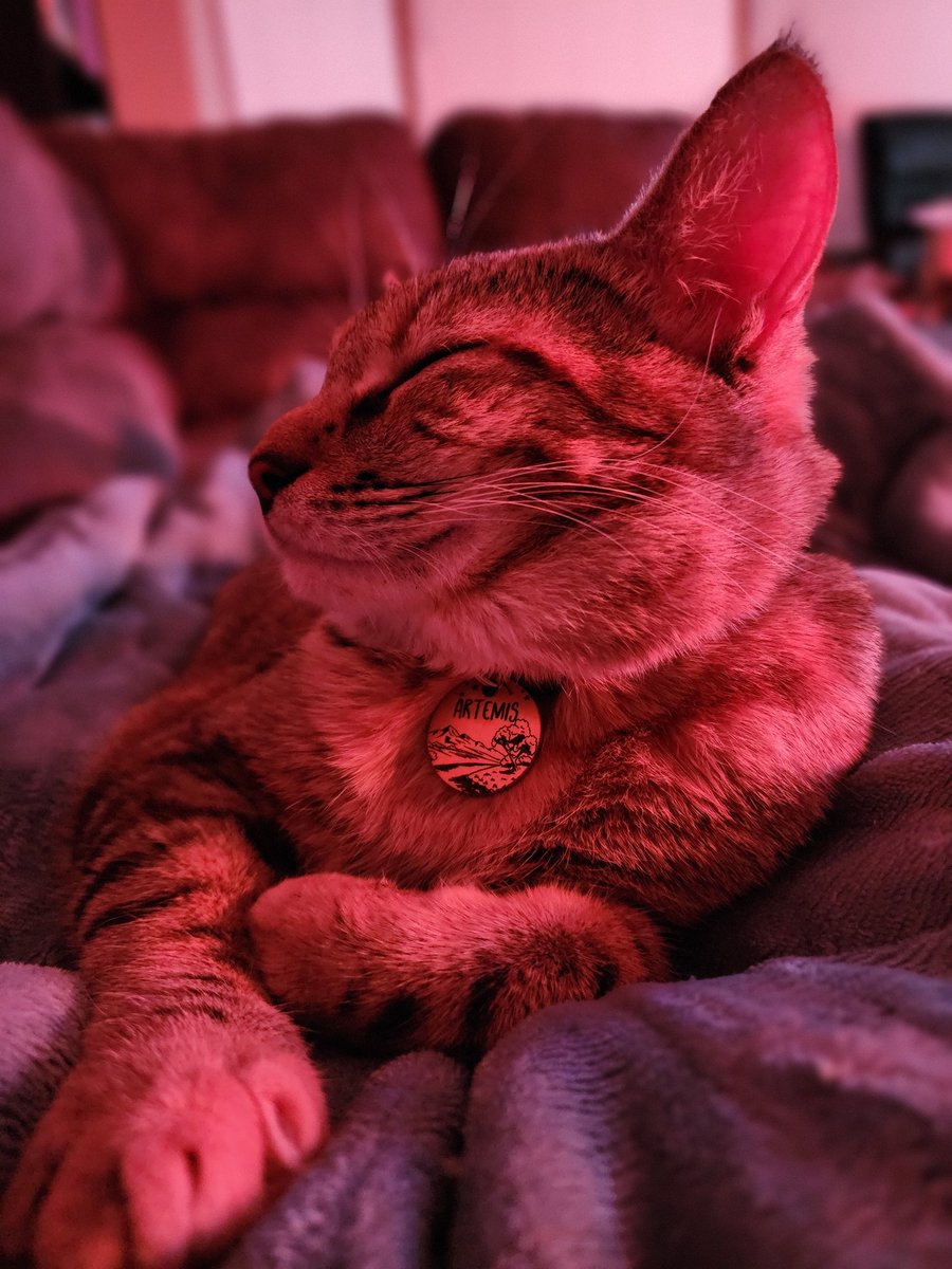 deafmic's tweet photo. I know I almost never post on her, but I got a cat! Her name is Artemis and she's about 9 months old. I've had her a month and she's the best kitty https://t.co/YTSZ5OvBBF