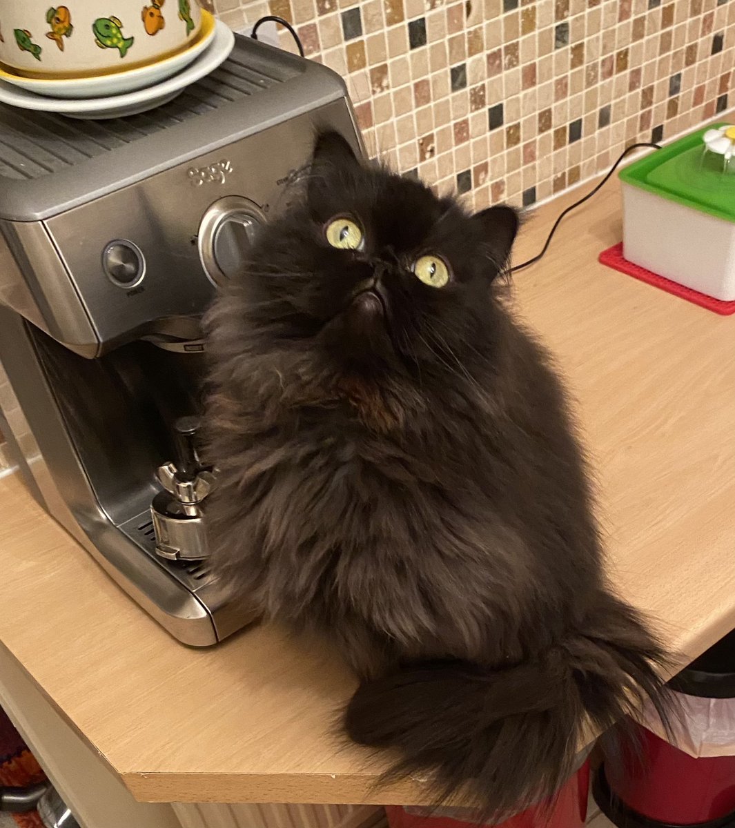 DomainDoris's tweet photo. Hip, hip hurray! I’m 3-years-old today! I’m still a teen floof, so I’m planning on making a lot of mischief and having lots of nip!🥳🎉🎈🎂🥳🎉🎈🎂🥳🎉🎈🎂🥳🎉🎈🎂🥳🎉🎈🎂🥳🎉#Hedgewatch #CatsOfTwitter #CatsOnTwitter #cats #Caturday https://t.co/GkCWG1KcLR