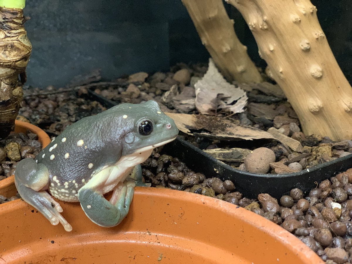 nekoziro99's tweet photo. カエルケージのお掃除③

#メキシコフトアマガエル https://t.co/9LG31Jaead