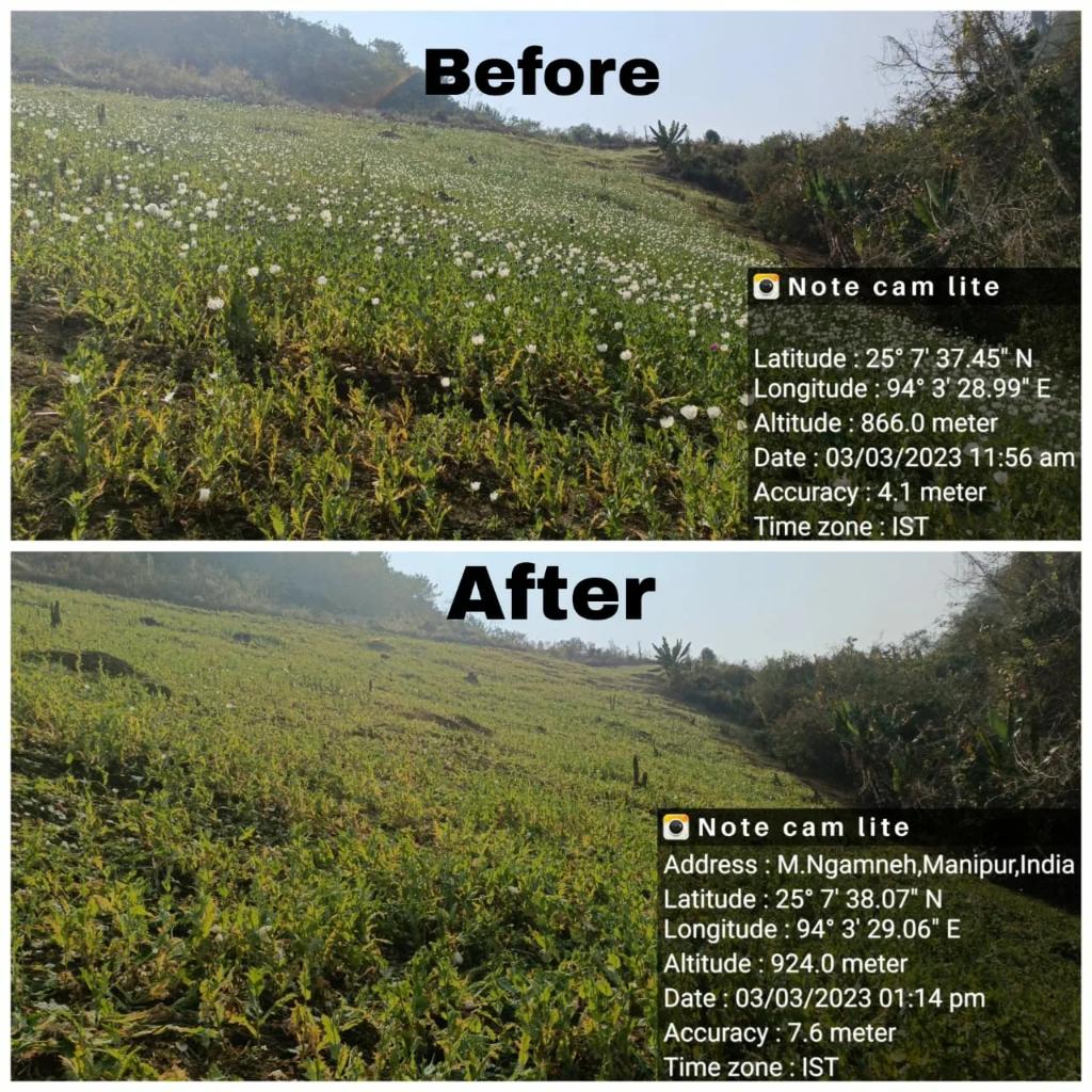kpiforest's tweet photo. A team of Saikul Range of Kangpokpi Forest Division lead by Forester Nitesh Khulem destroyed poppy at  Tolthang hill range Ngamneh village. @NBirenSingh @BiswajitThongam @DiprManipur https://t.co/jakTwQjF6N
