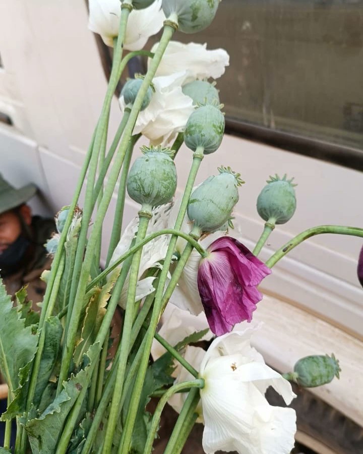 kpiforest's tweet photo. A team of Saikul Range of Kangpokpi Forest Division lead by Forester Nitesh Khulem destroyed poppy at  Tolthang hill range Ngamneh village. @NBirenSingh @BiswajitThongam @DiprManipur https://t.co/jakTwQjF6N