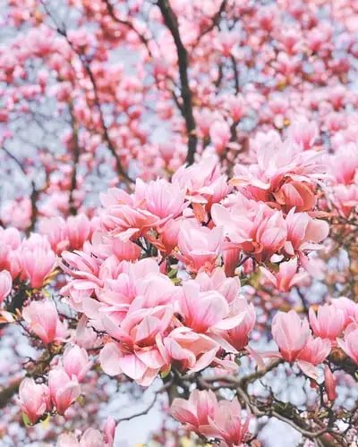 NToxiclatte's tweet photo. #Saturday #weekends mode is on 

#pink #flowers #Magnolia #spring #follow https://t.co/lCUfFzwN7l