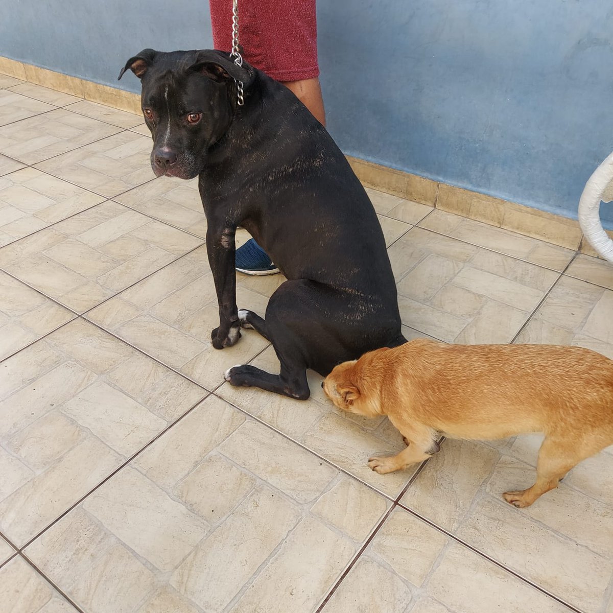 frio_br's tweet photo. @mileenalinda @Fera0708 observe o comportamento com o rabo no chão e os olhos vermelhos sendo que tenho outra peça (que tem um gênio forte) em casa e se dão super bem, as vezes não são os outros cães e sim quem cuida... atenção com nossos bichinhos! https://t.co/X6hDqDxt0c