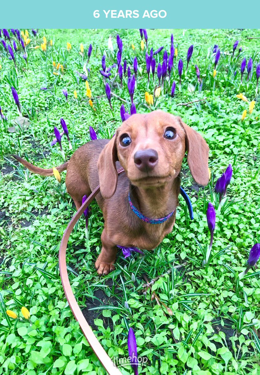 Gertie_Lou's tweet photo. Flash back to me 6 years ago before I was even a whole one year. #tinypup #everyonelovesgertie https://t.co/vKJNqQBCWz