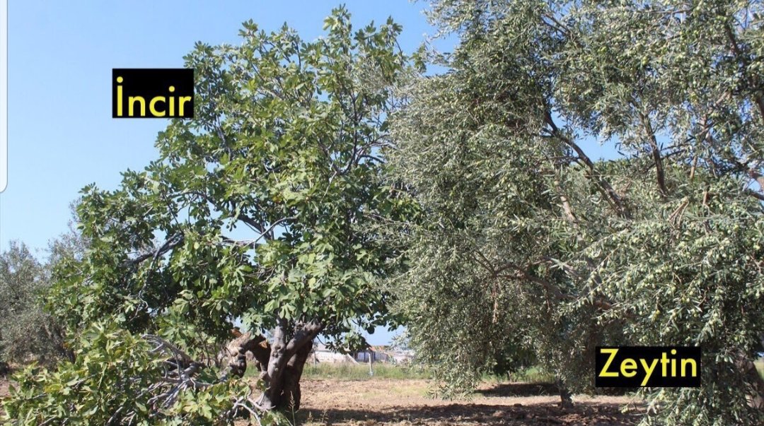 Zeytin ve İncir ağacı aynı dönemde meyve verir. Zeytin ile İnciri yan yana dikin. Zeytin’e zararlı olup verimi düşüren zeytin sineklerini incir ağaçları kendine çeker. İncir balı yiyen sinekler zehirlenip ölür.

Zeytin ve incirin olduğu yerde bereket, bolluk ve güven vardır.
