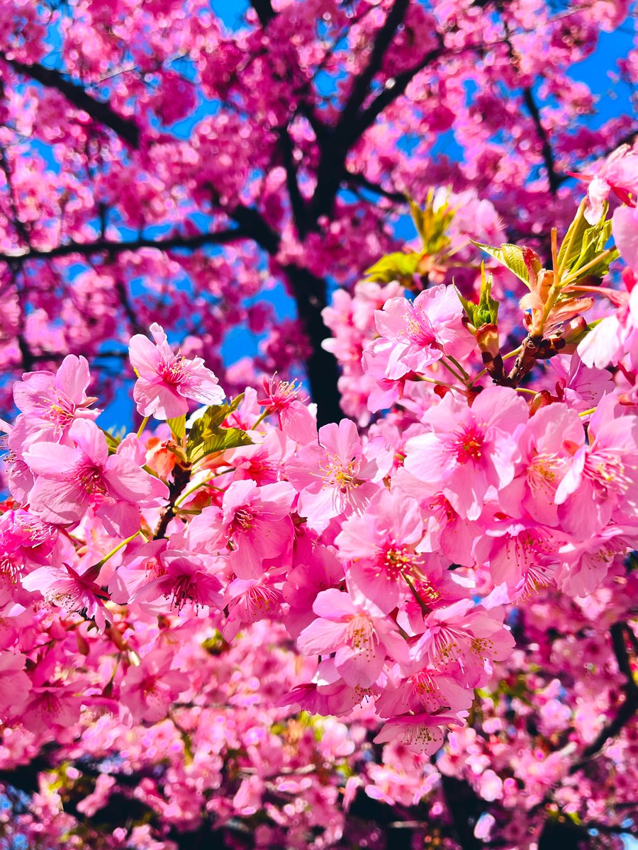 「桜と菜の花どっちも楽しめる散歩道 」|火鉢🥐のイラスト