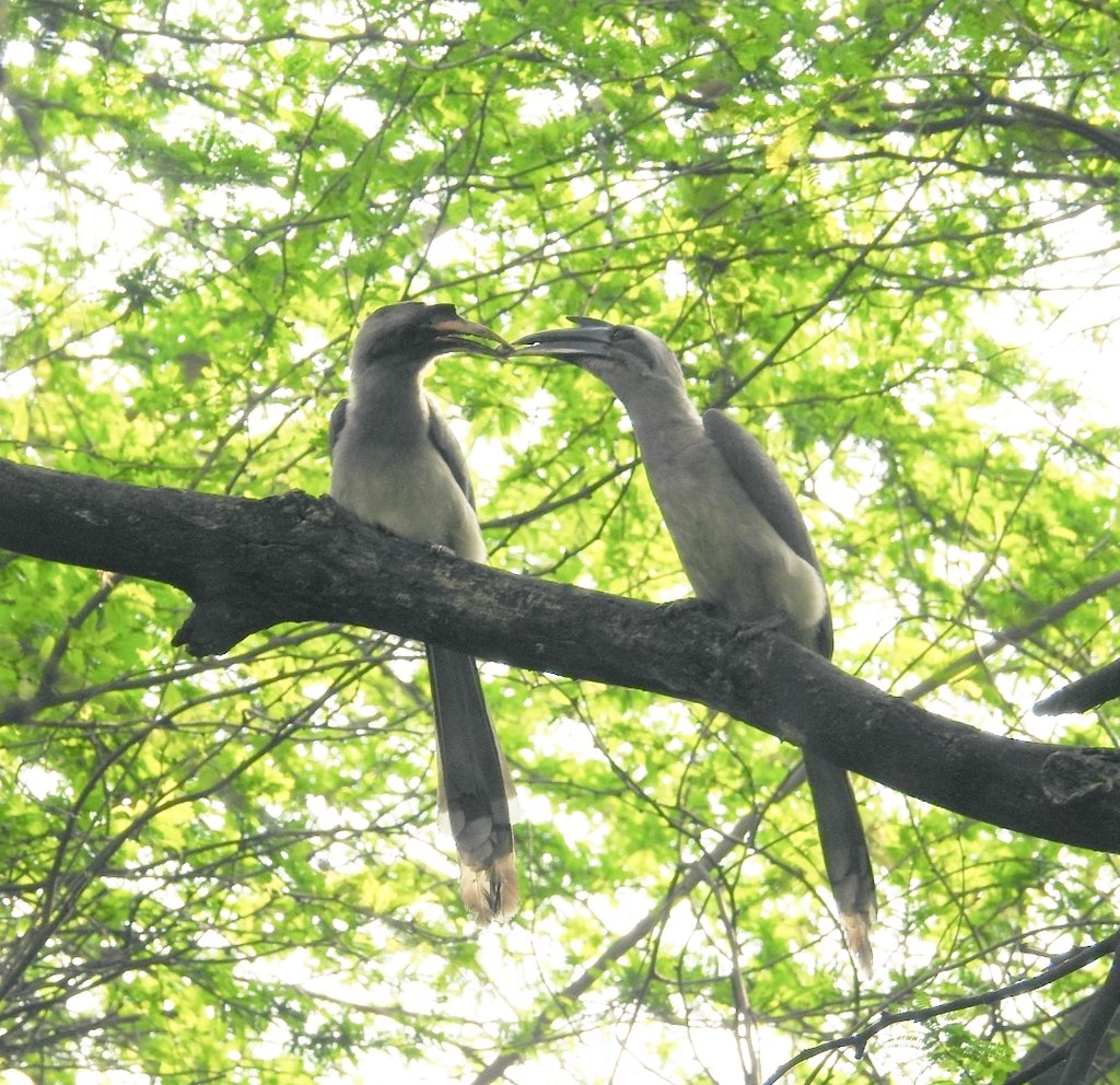 Let me show you the sweetest thing ever. 
It's mating gift season. The male presents the female with gifts to woo her.
L: Brown-headed barbets, R: Grey Hornbills. 🌸
I've also spotted crows carrying semal flowers as nuptial gifts.
#indiaves <a href="/Avibase/">Avibase (Denis Lepage)</a> #BirdsSeenIn2023