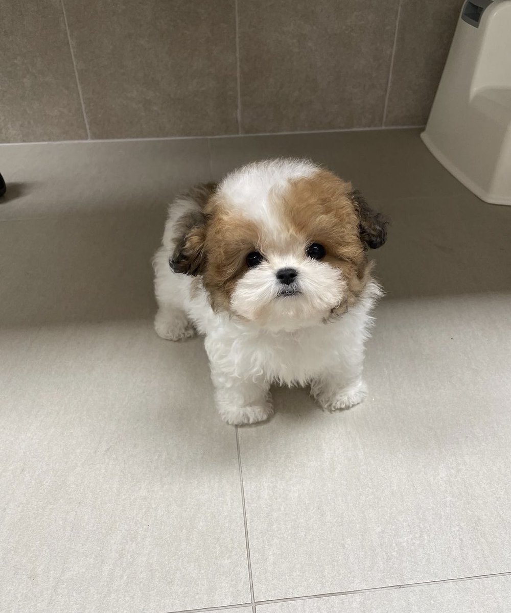 모량이 또래보다 많은 아기 말티푸래..