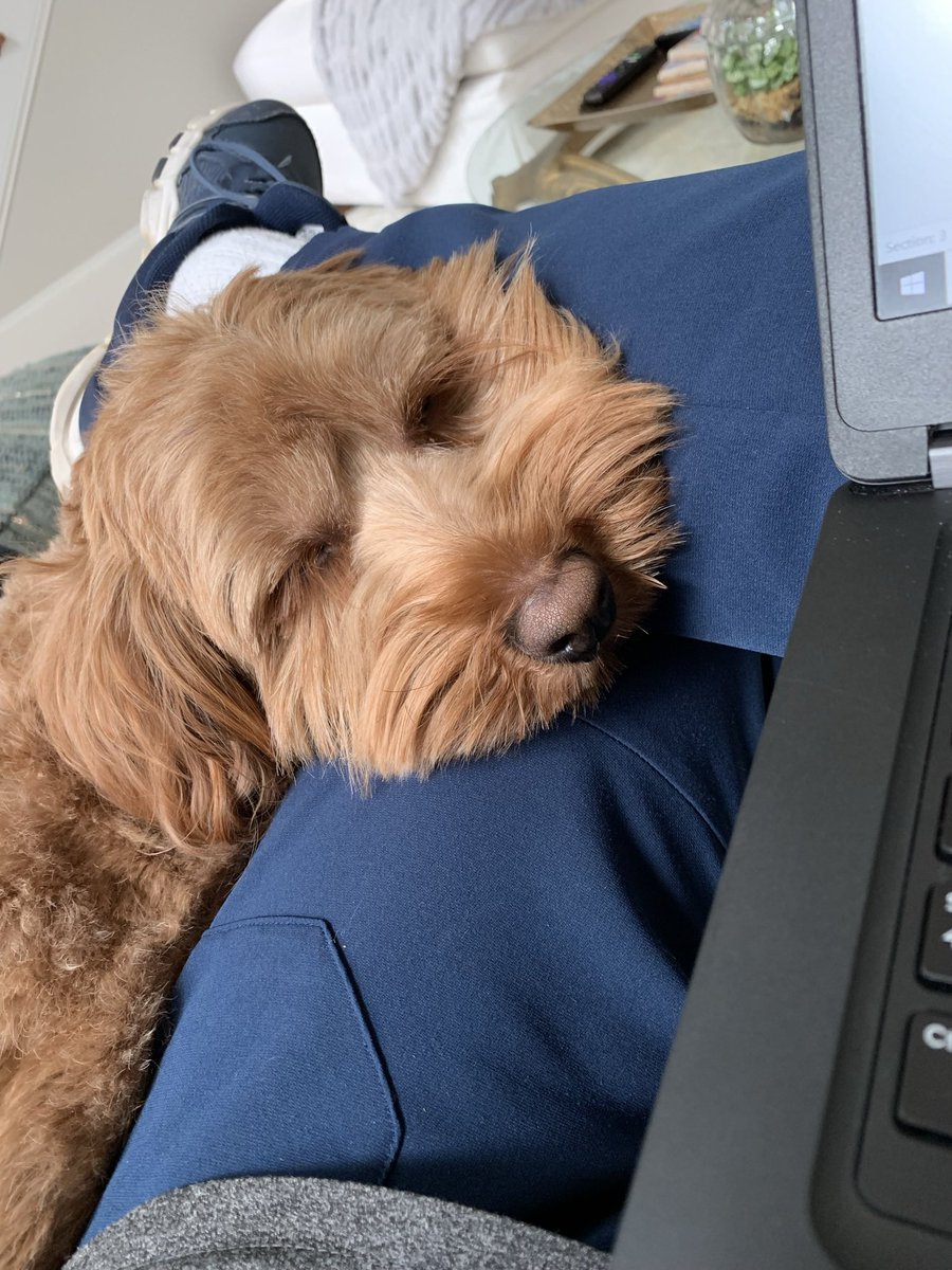 Neil Goldstein tweet media