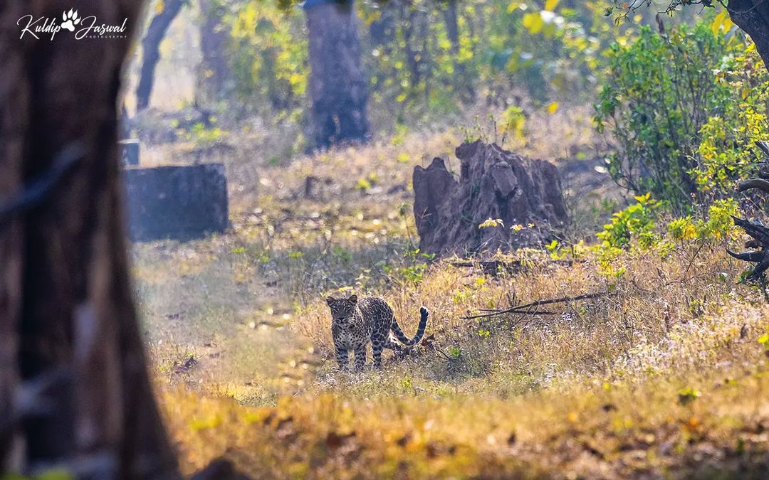 From instagram.com/passionate_wil…

Indian #Leopard
(Panthera pardus fusca).
26.02.2023.
Mohand range, Raja ji Tiger Reserve,
#Dehradun, Uttarakhand., India. <a href="/UTDBofficial/">Uttarakhand Tourism</a> #forest #photography #wildlife